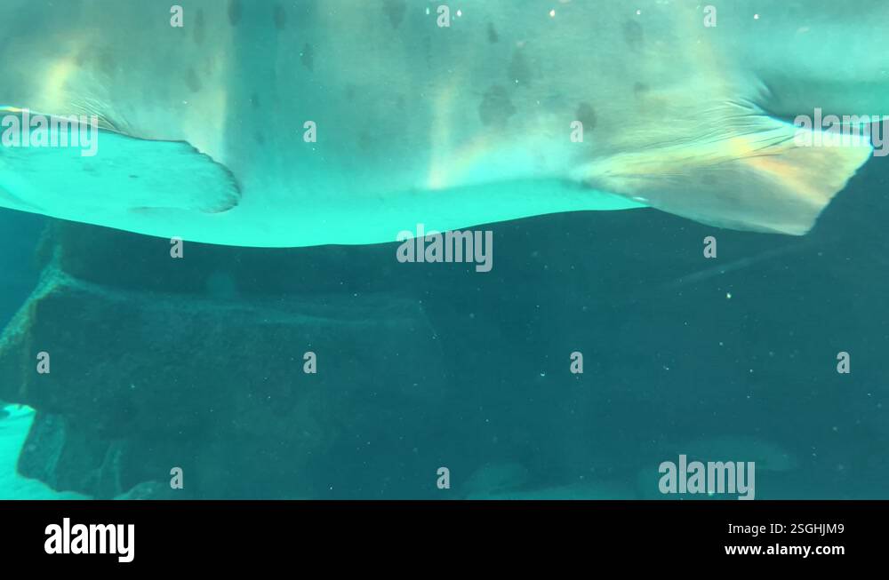 Right Ragged Shark Ragged tooth shark sun reflections on its body underwater swimming ...
