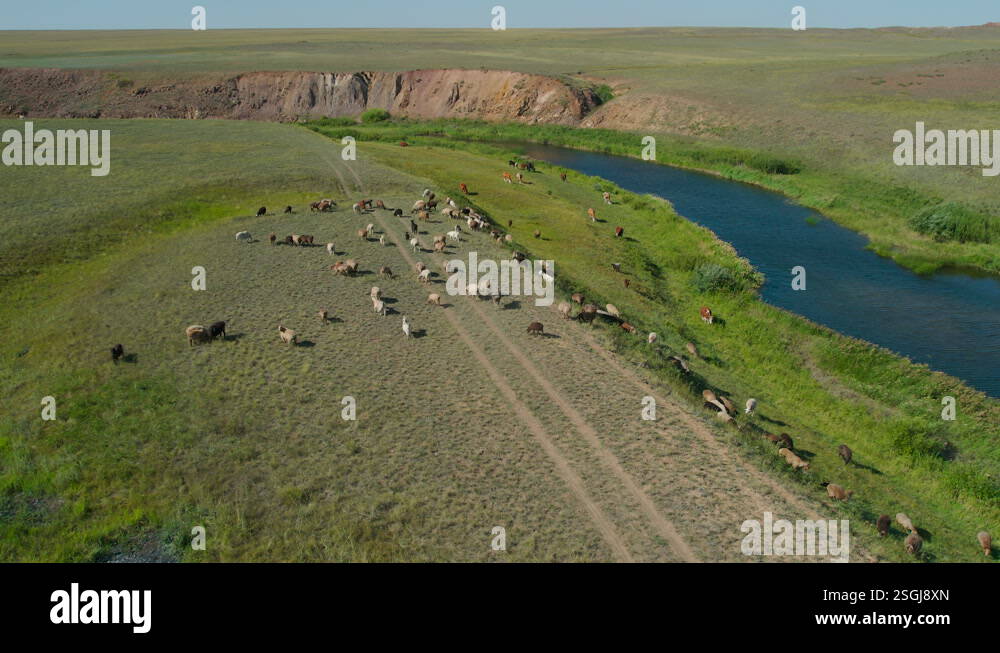 Livestock grazing by the water in green valley. Flock of sheep Stock ...