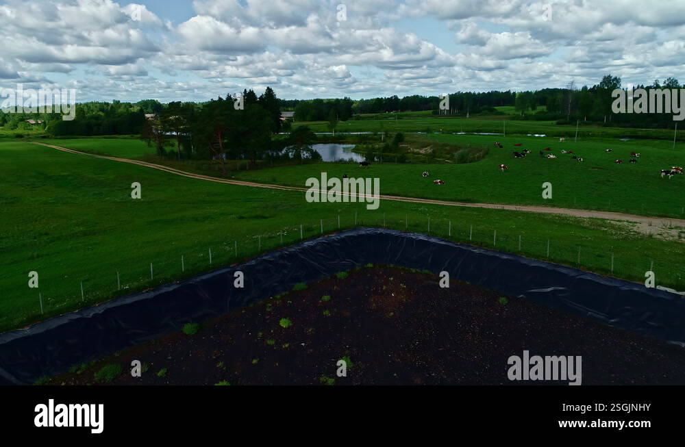 Drone flyover Lush Farmland, herd of cows lying down in a green field ...