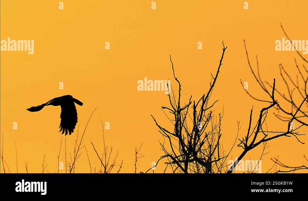 Raven takes off in slow motion. Silhouette of a bird on a tree Stock ...