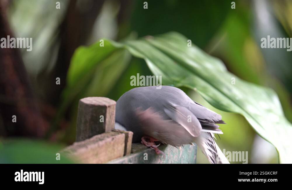 Java Sparrow (Lonchura oryzivora) Beautiful Grey Birds with Pink Legs ...