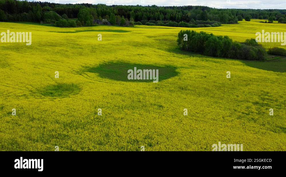 Flying over blooming rapeseed field on a sunny beautiful day. Yellow ...