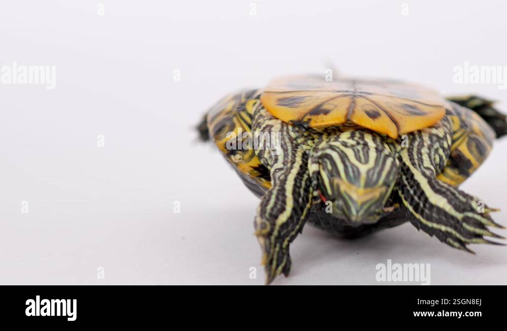 A red-eared turtle on a white background lies on its shell with its ...
