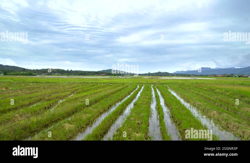 Over Rice Field Low Fly Over Rice Fields In Arable Land At Kampung Mawar Countryside ...