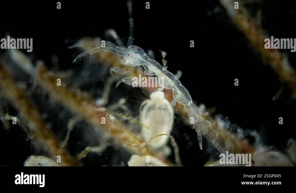Crustacea Caprellidae under the microscope, order Caprellida, lead a ...