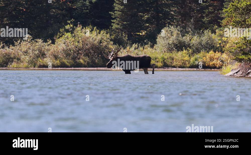 Large bull moose in a lake with a hurt rear leg. In Glacier National ...