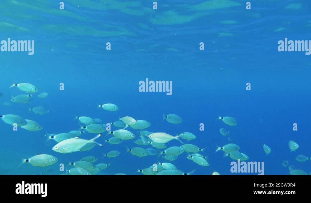 Offisah Marine life with school offish swimming by. Steady camera shot with ...