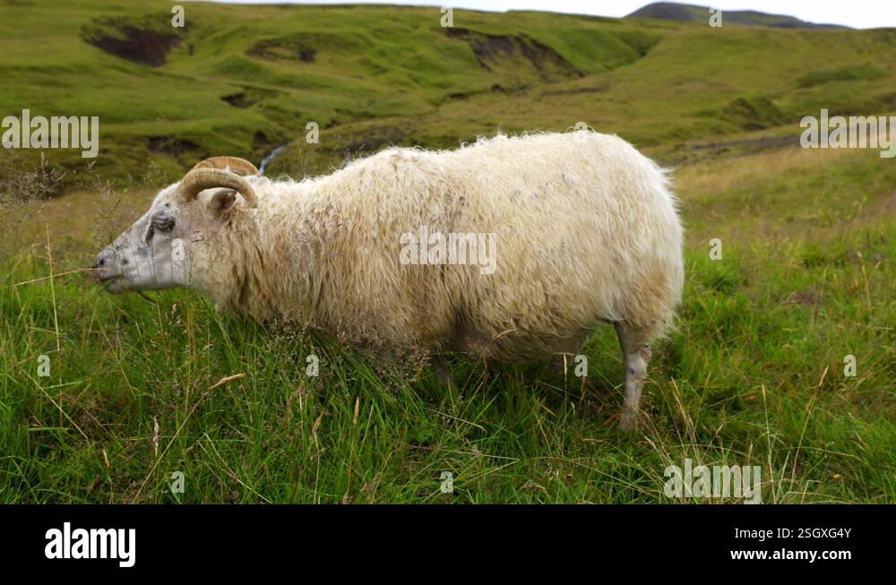 Handheld close shot of an islandic sheep eating grass very fast and ...