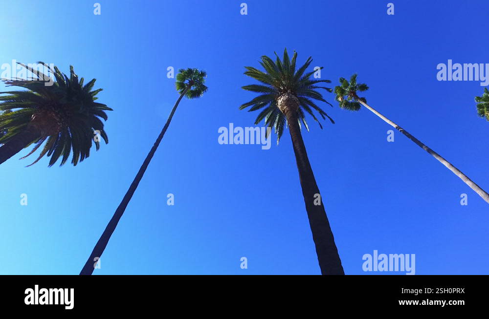 Point Of View Low Angle Shot Of Tall Palm Trees Under Blue Clear Sky ...