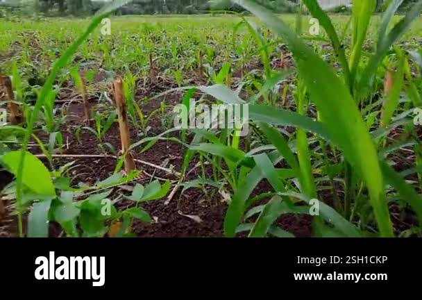 Lush Green Ginger Plants Growing in Rich Dark Soil Near Banana Tree ...