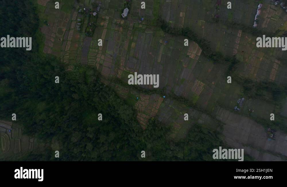 Asian rice field structure agriculture plantation growth farming ...