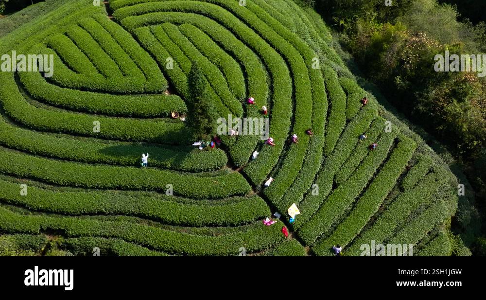 top-view-zoom-out-aerial-landscape-of-green-tea-farm-in-sichuan-china