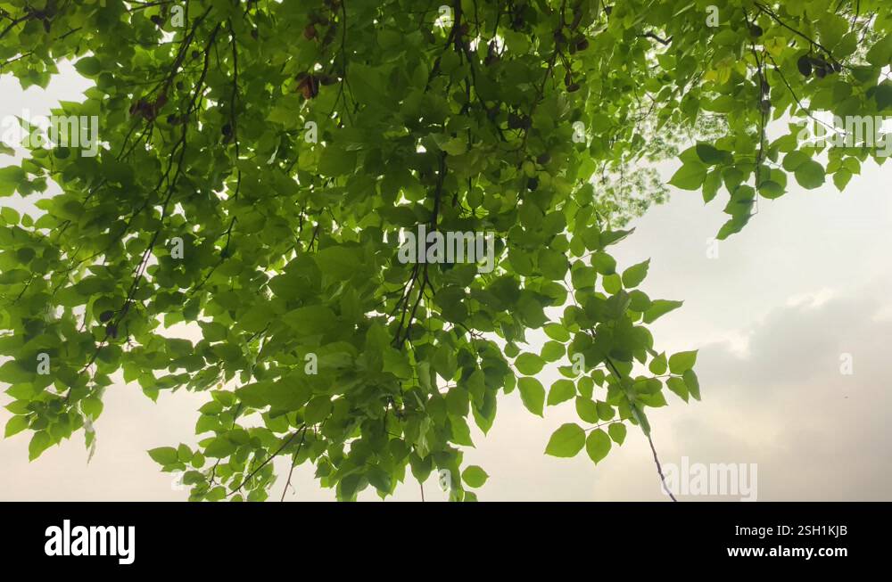 Tree leafs and branches swinging in soft wind. Calm action B roll shot ...