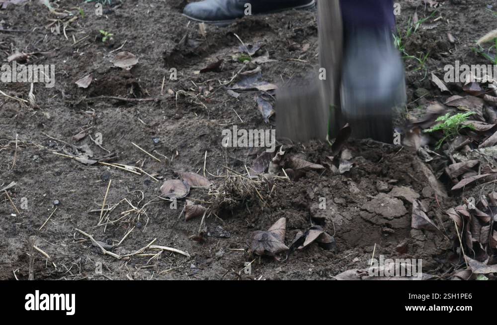 a man digs black soil with an old shovel in the garden Stock Video ...