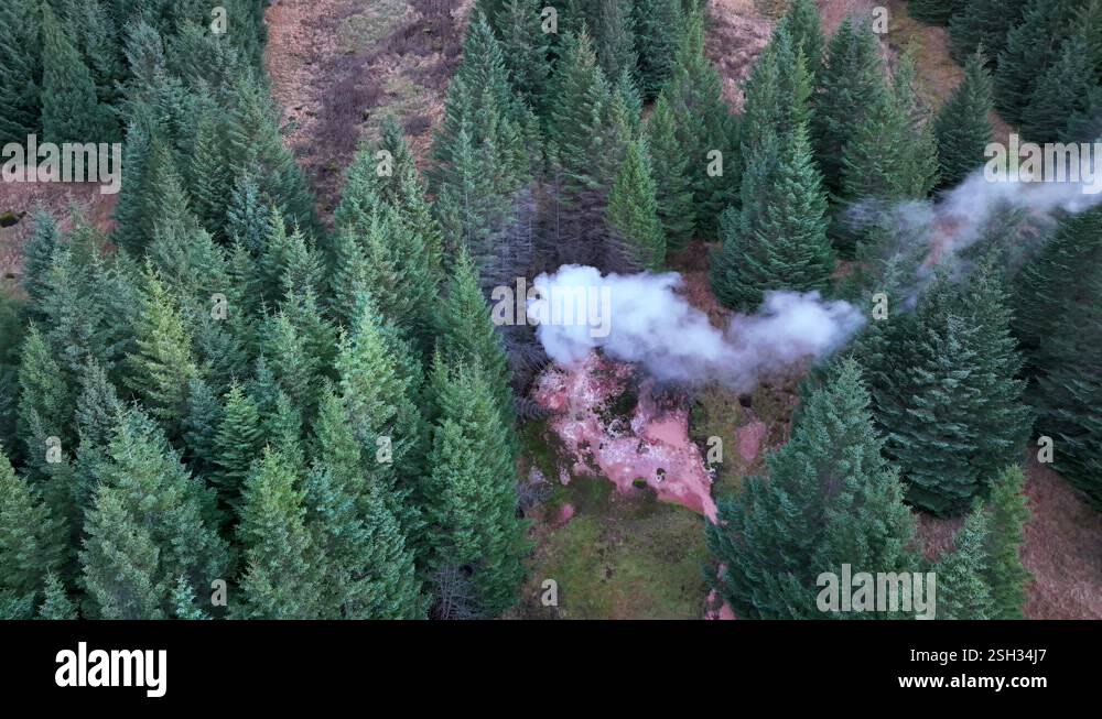 Pine Trees With Steaming Hot Springs In Hveragerdi Geothermal Park In ...