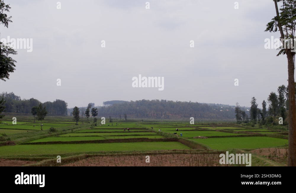 Farmer fields in remote rural area, Rwanda, Africa Stock Video Footage ...