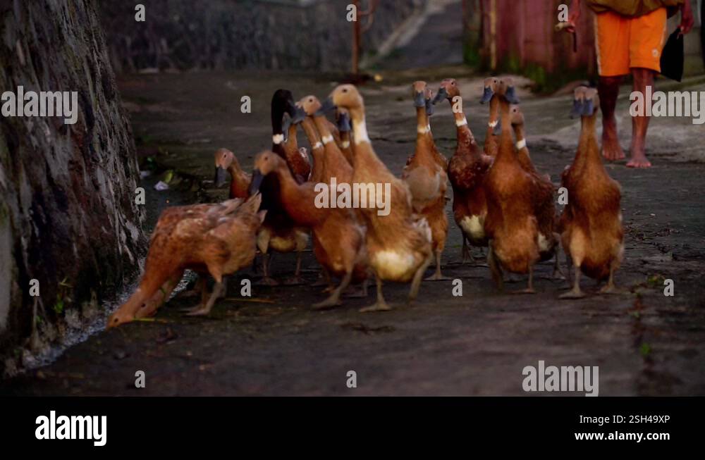 Slow Motion - A man heading flock of duck on the road. Rural scene of ...