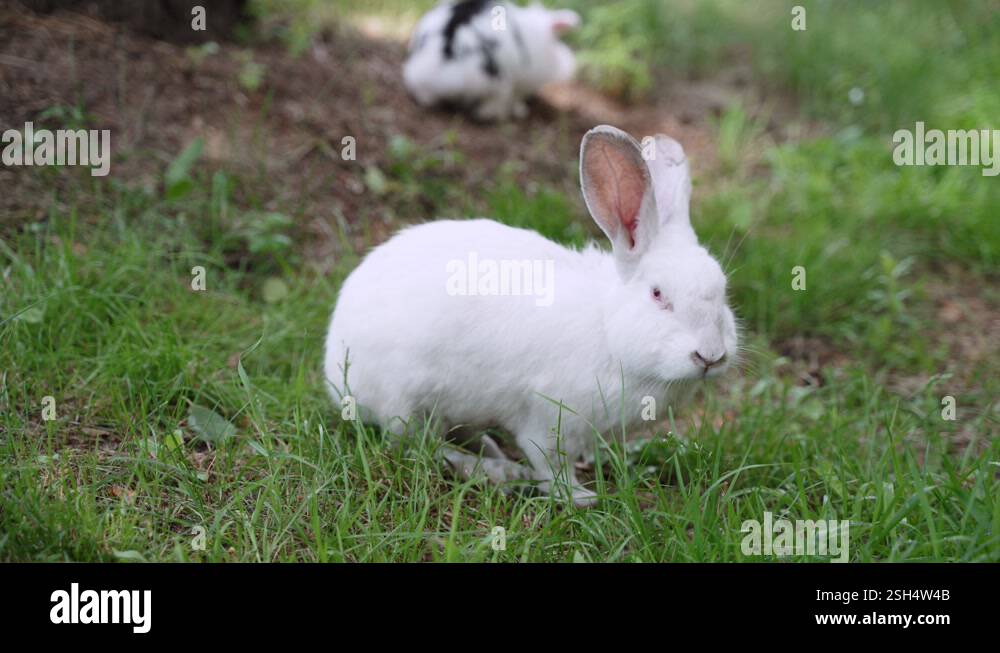 Charming white fluffy albino rabbit walks freely on green lawn, close ...