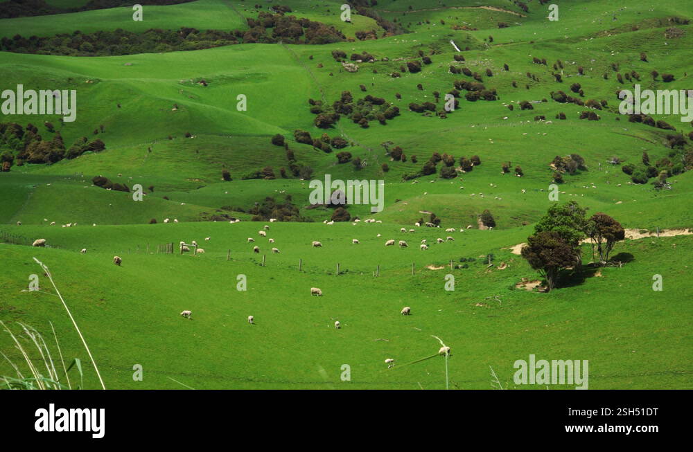Herd of sheep and lamb grazing on rolling grass field hills in New ...