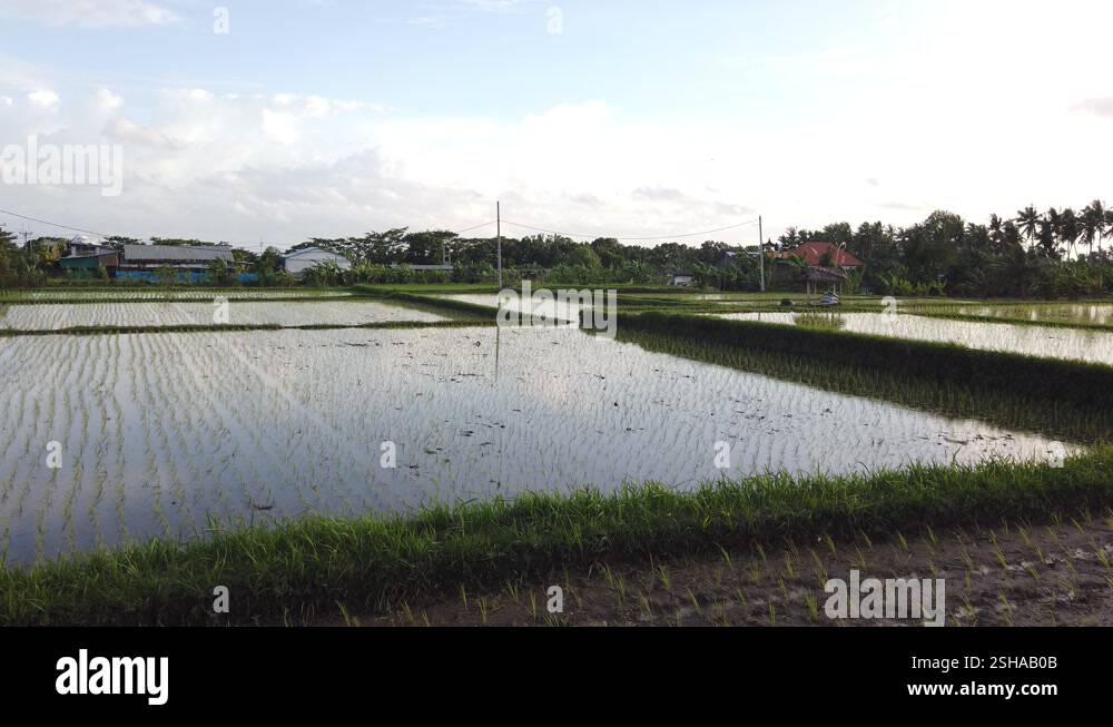 Flooded Wet Rice Fields Panoramic Paddy Agriculture Plant Growth in ...