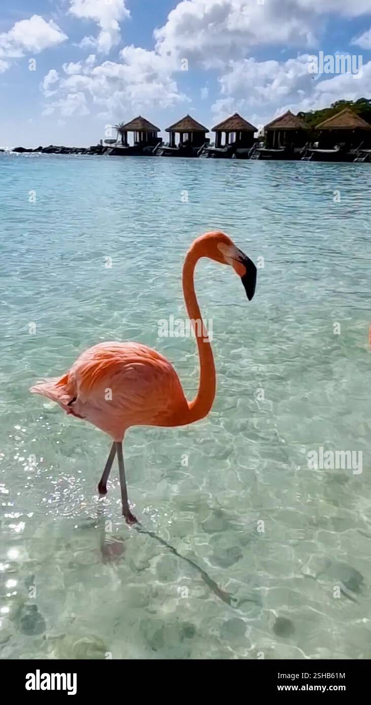 Flamingos at the beach in Aruba, Flamingo beach Aruba Stock Video ...