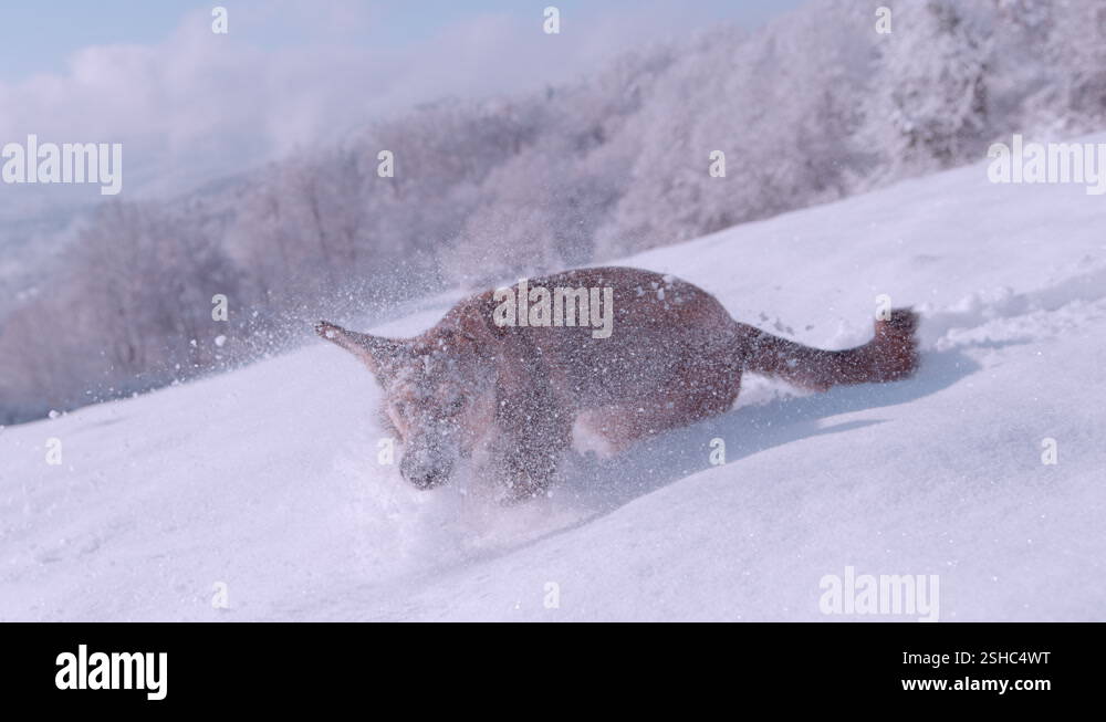 CLOSE UP: Cute and playful doggo running and plunging in deep and fresh ...