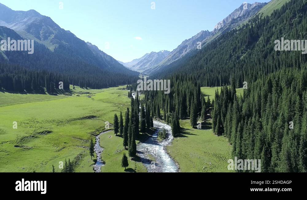 Camera moving forward, aerial shot of a clear stream and green pine ...