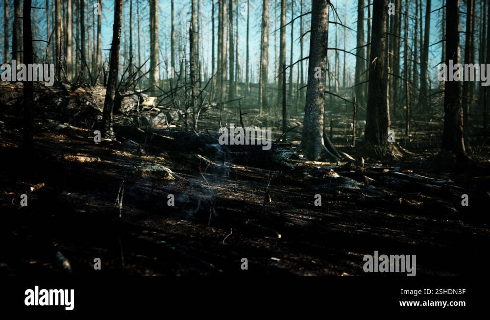 Forest fire and fallen tree is burned to the ground with a lot of smoke ...