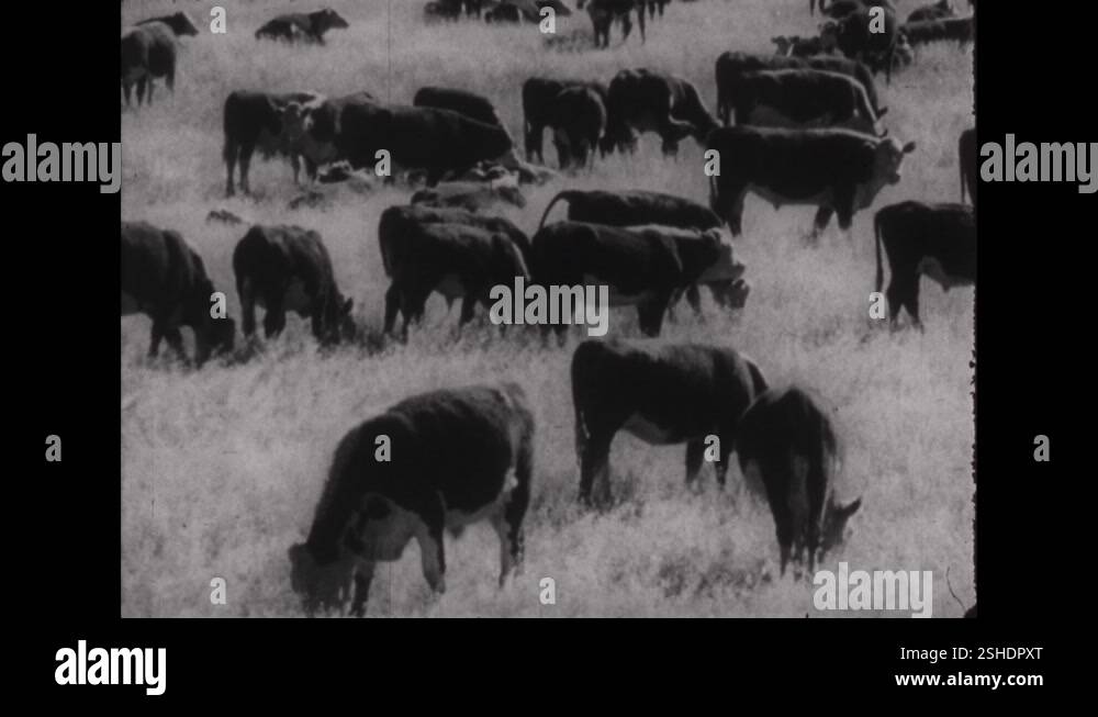 Round up cattle Stock Videos & Footage - HD and 4K Video Clips - Alamy