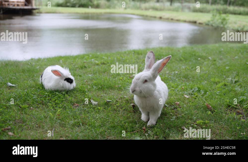 Two cute fluffy white rabbits sit on green lawn near lake and nibble ...