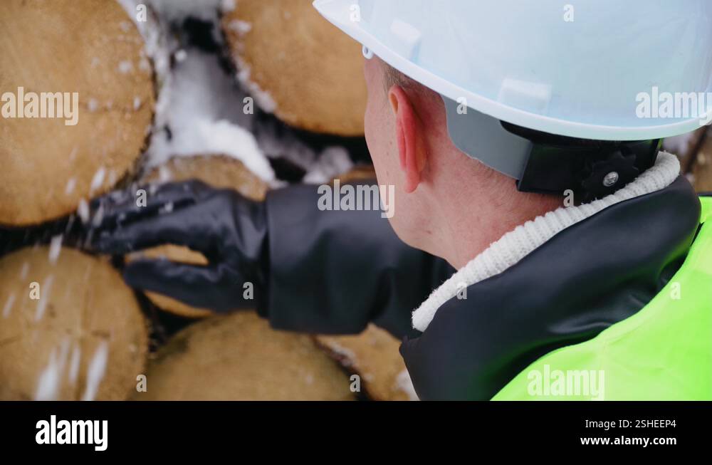 Forestry engineer in safety helmet and protective vest working checks ...