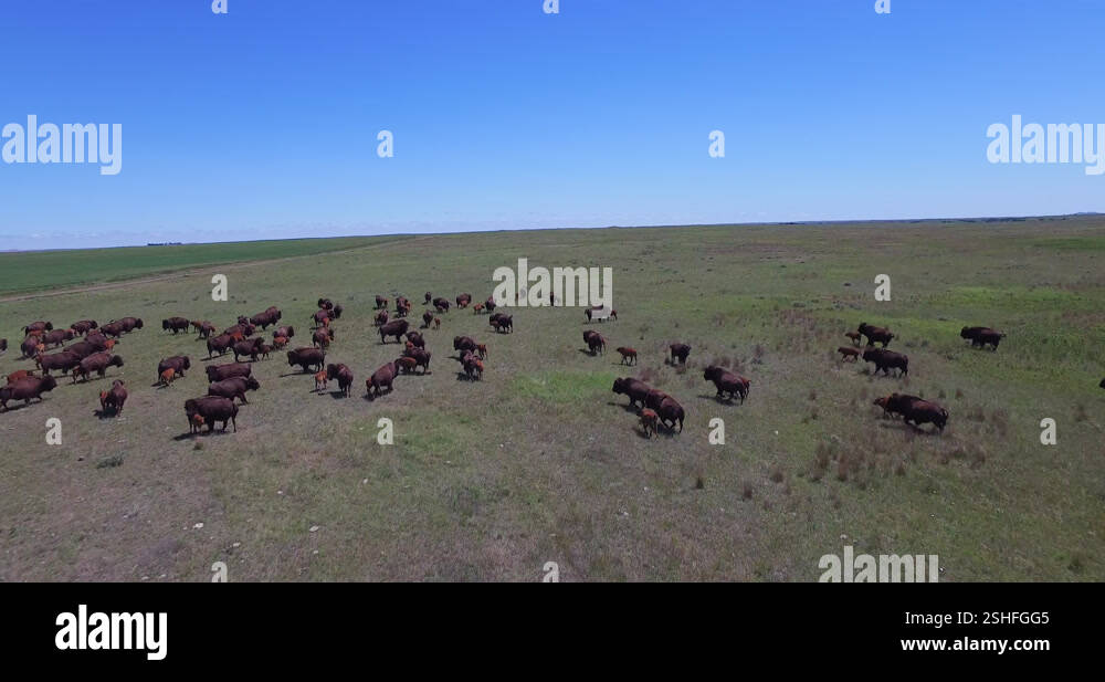 Herd Of Black Buffalus Grazing In Green Land At Brownotter Buffalo ...