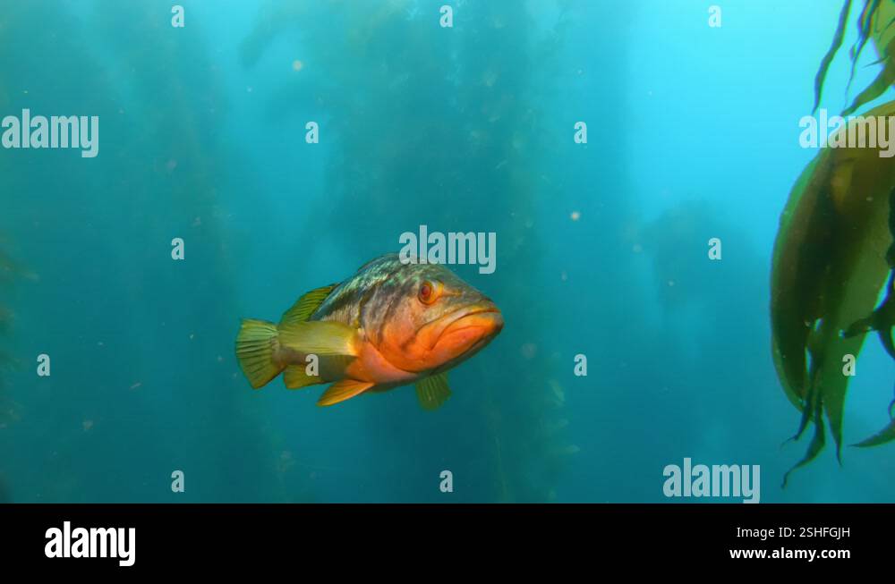 A curious fish represents the biodiversity of a forest of giant ...