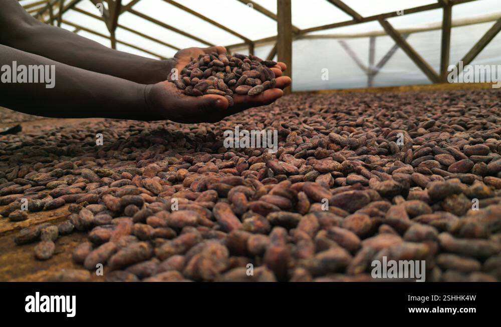 African Chocolate Coffee Beans Reference: African Man Holding Dried Cocoa Beans In His Hand Chocolate