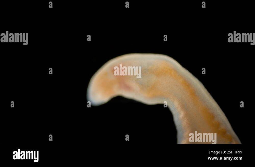 Worm Arctostemma arcticum under microscope, phylum Nemertea, order ...