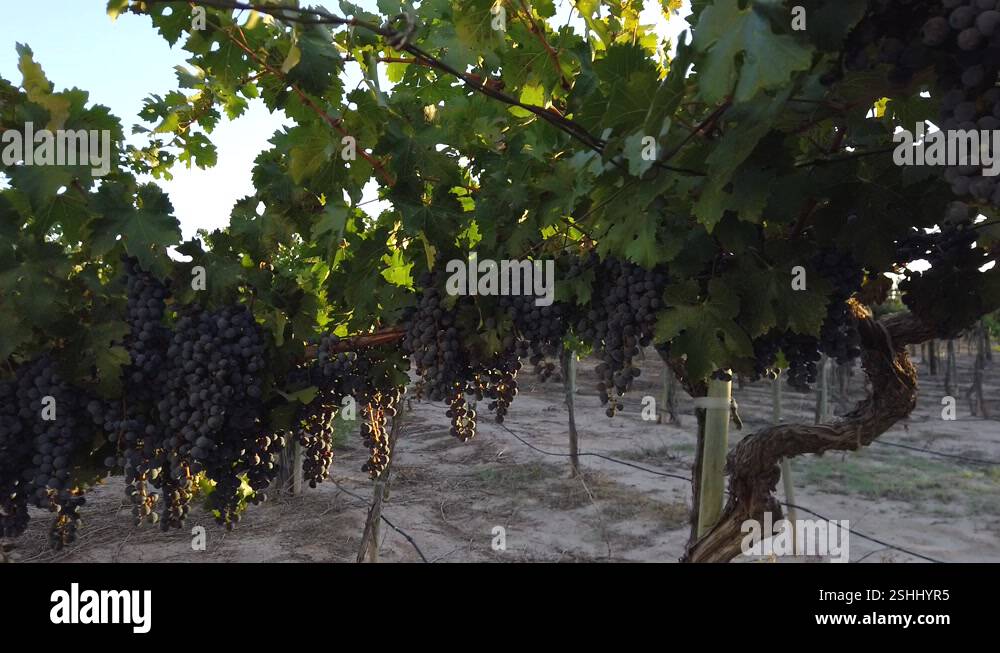 Grape tree trees Stock Videos & Footage - HD and 4K Video Clips - Alamy