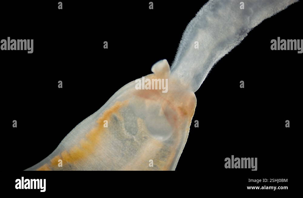 Worm Arctostemma arcticum under microscope, phylum Nemertea, order ...