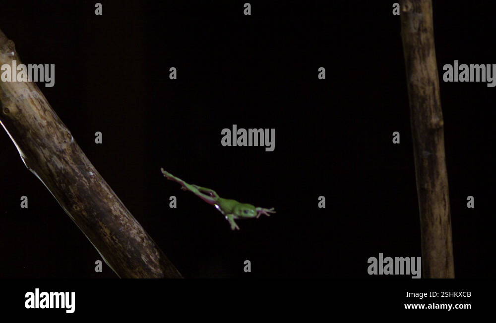 Tree frog jumping off a branch slow motion Stock Video Footage - Alamy