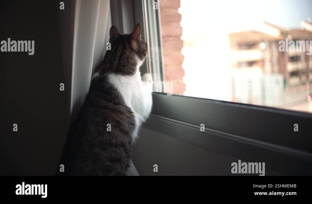 Cat inside house trying to open window to escape Stock Video Footage