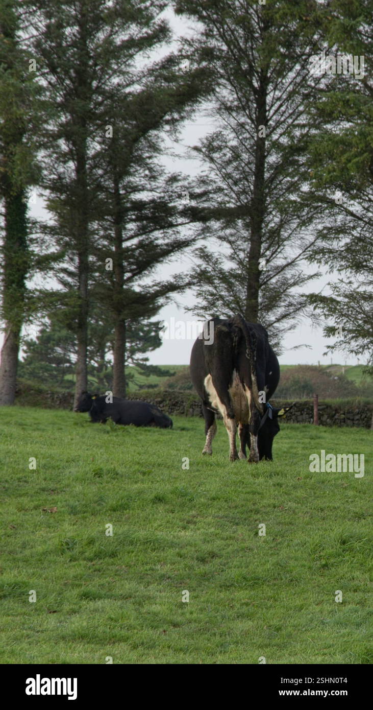 Black and white cows graze on a green grass meadow. Organic farm in ...