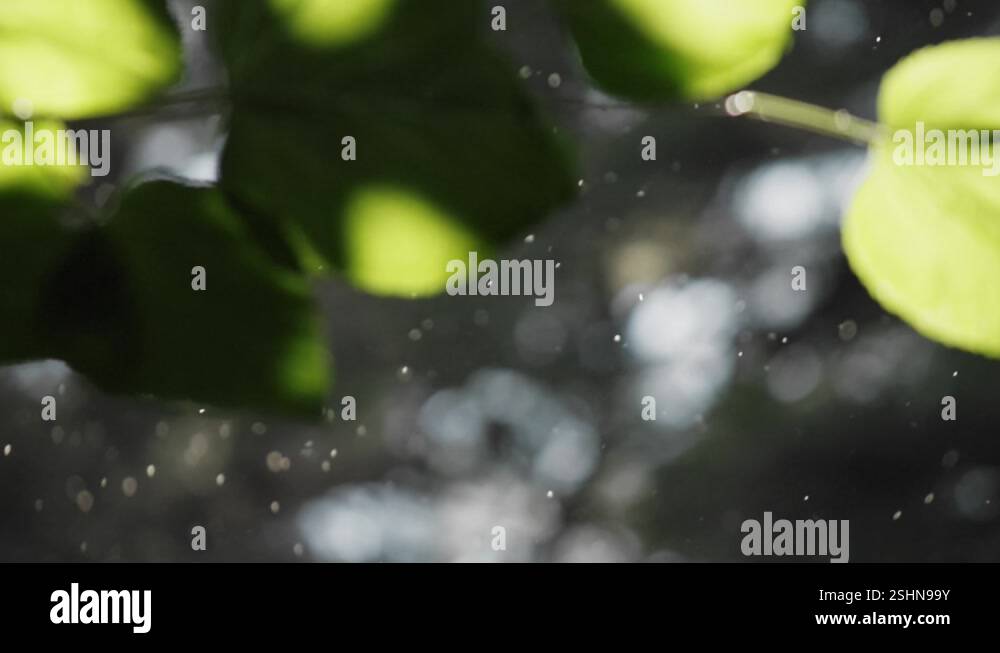 Beautiful slow motion shot pollen and dust floating in natural forest ...