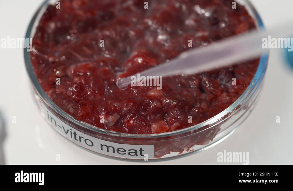 Dropping Liquid Substance on Piece of In-Vitro Meat in Petri Dish Stock ...