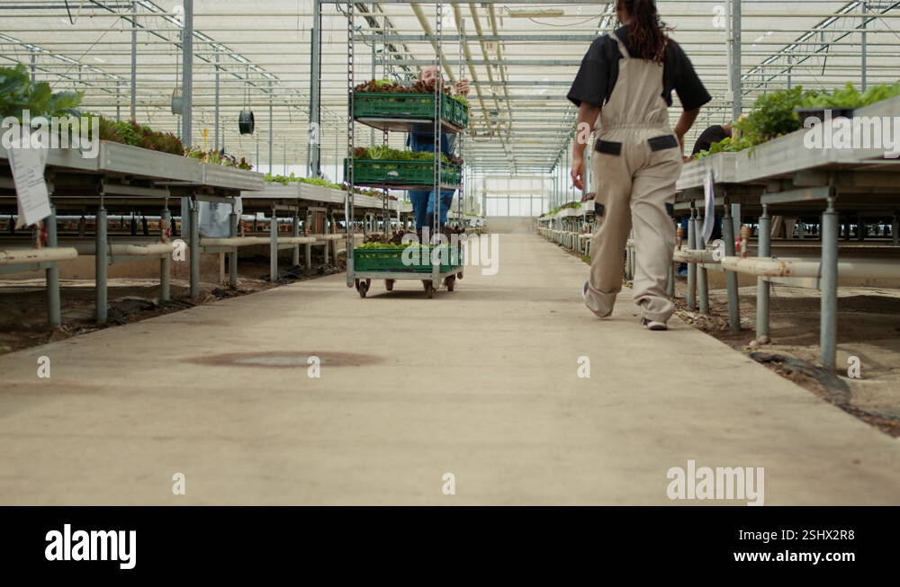 Person Pushing Garment Rack Man pushing rack Stock Videos & Footage - HD and 4K Video Clips - Alamy
