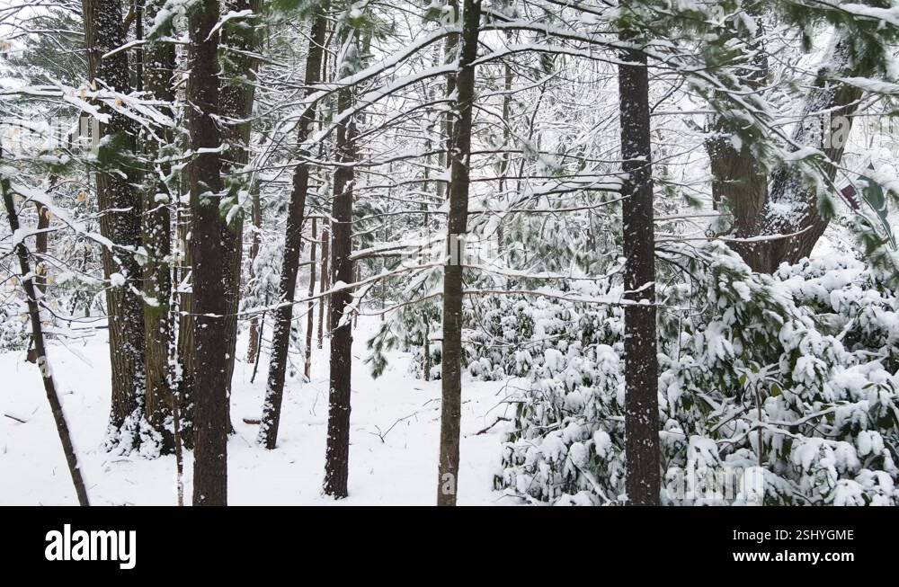 Dolly motion out with rotation to show the snow dense woods Stock Video ...