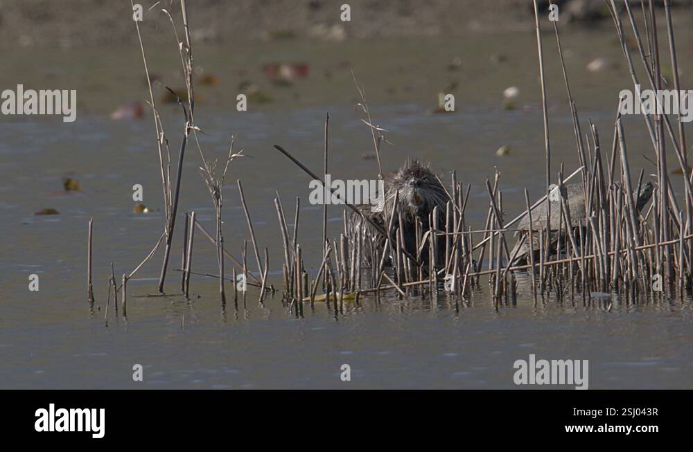 Nutria Eating Reeds A nutria, aka Coypu, grooms itself amongst the reeds in the late ...