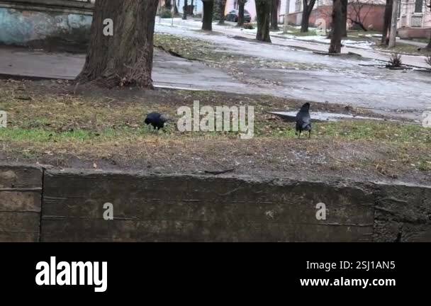 crows are playing. crows are walking on the ground. big birds are ...
