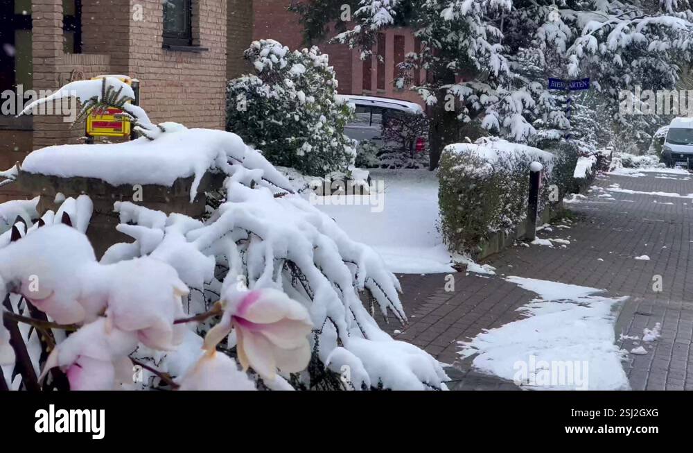 Blooming magnolia under snow. First spring flowers in snow. Sudden ...