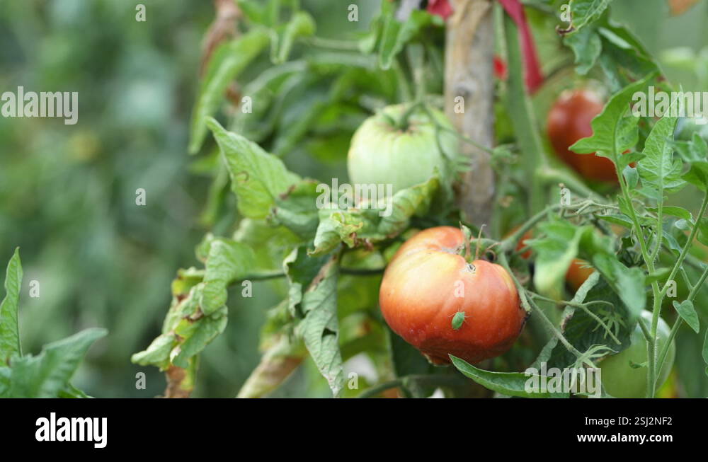 Green stink bug pest insect on ripe homegrown tomato fruit plant in ...