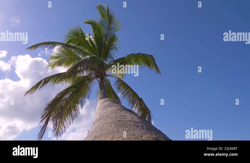 View from bottom on top of palm tree with sky Stock Video Footage - Alamy