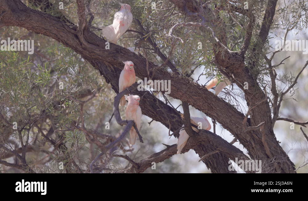 flock of major mitchell's cockatoos rest in a gidgee tree Stock Video ...